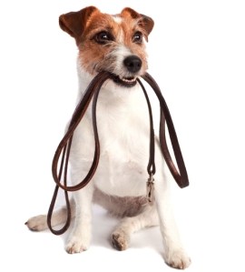 SONGWRITING TIPS: Walking can boost your creative thinking, says new study